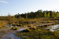 Brunssummerheide - Rode Beek