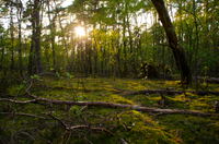 Brunssummerheide