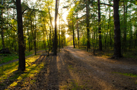 Brunssummerheide