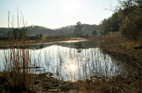 Brunssummerheide