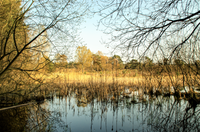 Brunssummerheide