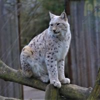 Lynx