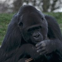 Gorilla