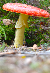 Brunssummerheide - oktober 2020